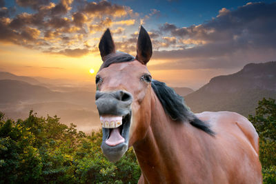 Horse on field against sky at sunset