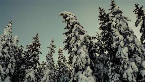 Low angle view of trees against clear sky