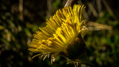 Close-up of yellow flowering plant