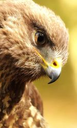 Close-up of a bird