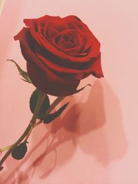 Close-up of red rose