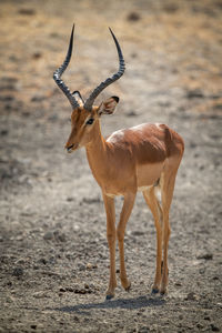Male common impala walks over rocky scrub