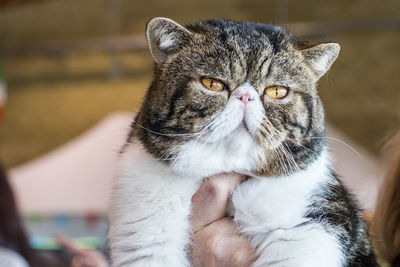 Close-up portrait of tabby cat