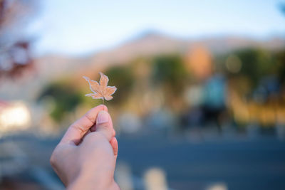 Close-up of hand holding maple leaf