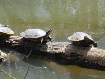 Close-up of tortoise swimming in lake