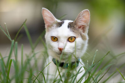 Close-up portrait of cat