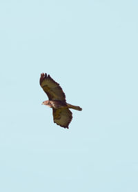 Low angle view of bird flying in sky