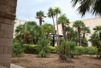 palm tree