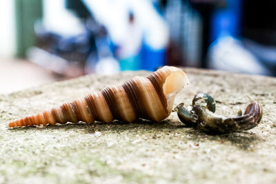 Close-up of seashells