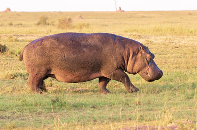 An injured hippo walking 
