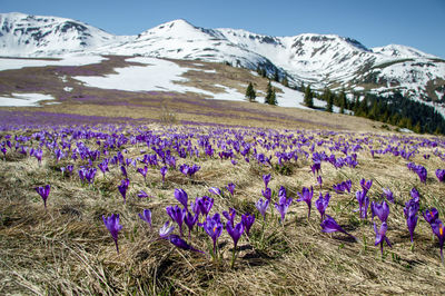 Early spring in the mountains