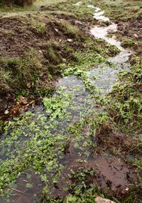 Stream in forest