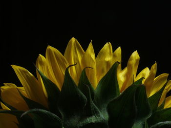 Close-up of yellow flowers against black background