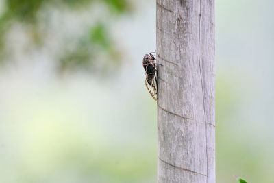 Close-up of insect on tree trunk