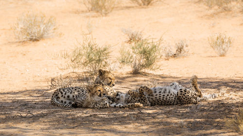 View of cats in the ground