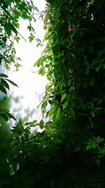 Low angle view of tree against sky