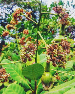 Plant growing on tree