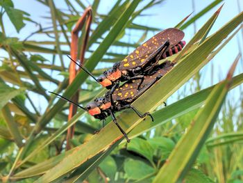 Close-up of insect on leaf