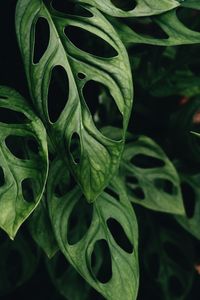 Full frame shot of green leaves