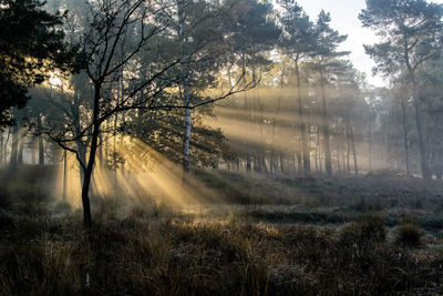 Sunlight streaming through trees on field in forest