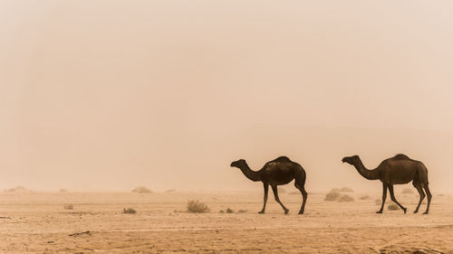 Camels in desert in foggy weather