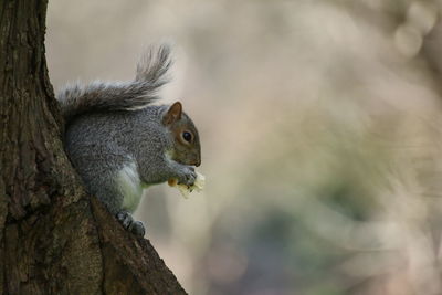 Close-up of squirrel