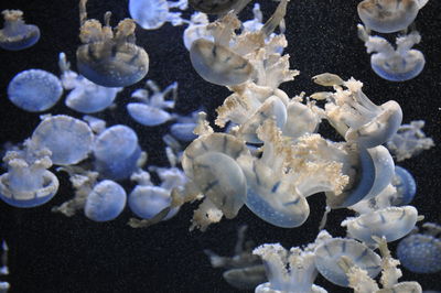 White jellyfishes swimming in sea at night