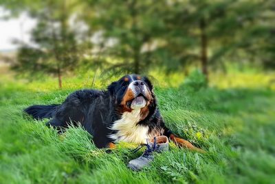 Dog relaxing on field