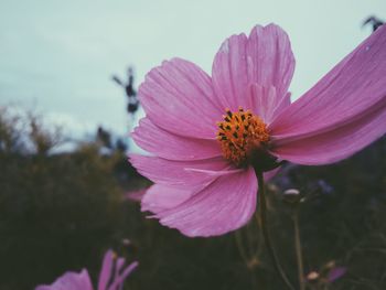 Close-up of pink flower