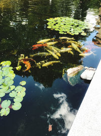 Fish swimming in lake