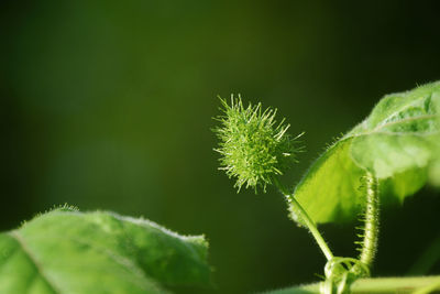 Close-up of plant