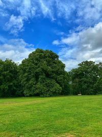 Trees on field against sky