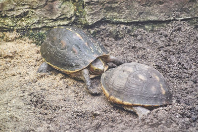 Turtles on rock