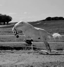 Horse running on beach against cloudy sky