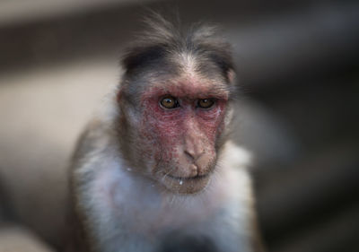 Portrait of monkey