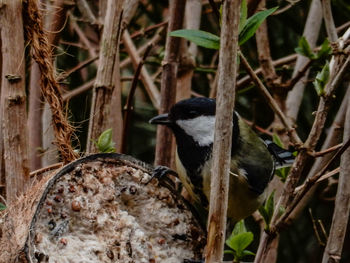 Bird perching on branch