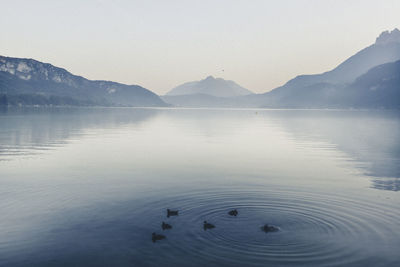 Swans swimming in lake against clear sky