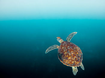 Wild sea turtle swimming in the blue ocean