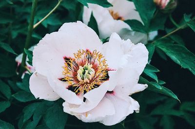 Close-up of white flowering plant