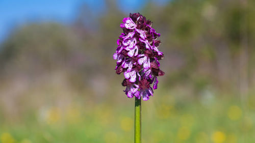 The flower of orchis purpurea, the lady orchid