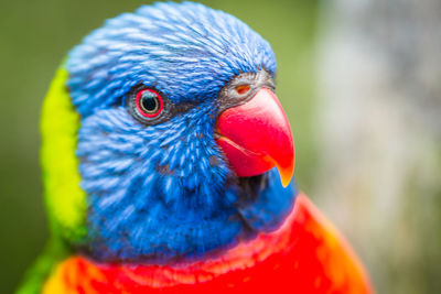 Close-up of lorikeet