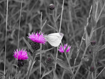 Close-up of pink flowers