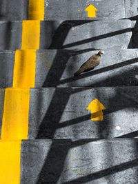 High angle view of a dove