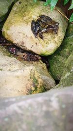 High angle view of frog on rock