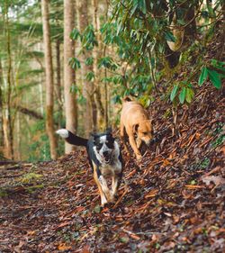 Dog in a forest