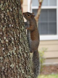 Close-up of squirrel on tree trunk