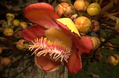 High angle view of flowering plant