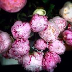 Close-up of pink flowers