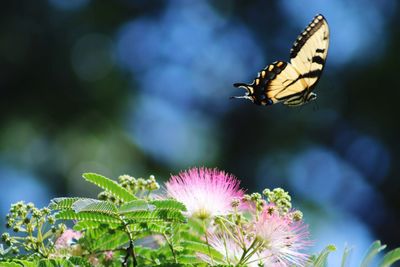 Close-up of butterfly pollinating on purple flower