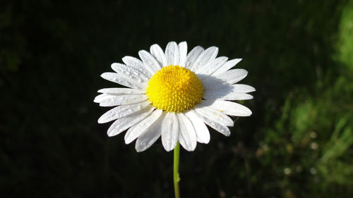 Close-up of white daisy blooming outdoors